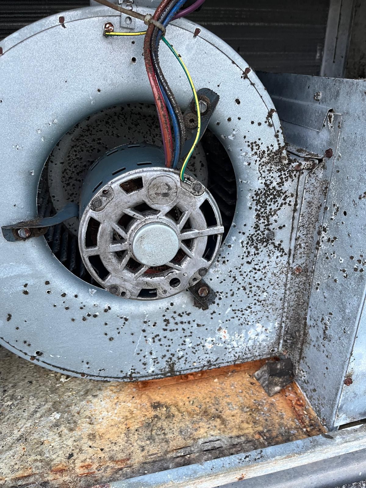 Lint cleared from a clogged dryer vent during cleaning in Sebastian, FL